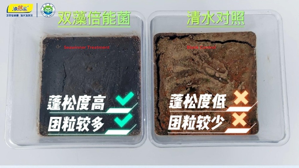 Integrated Solutions for Soil Health: Synergistic Effects of Fulvic Acid, Seaweed Extract, Alginate, and Polyglutamic Acid