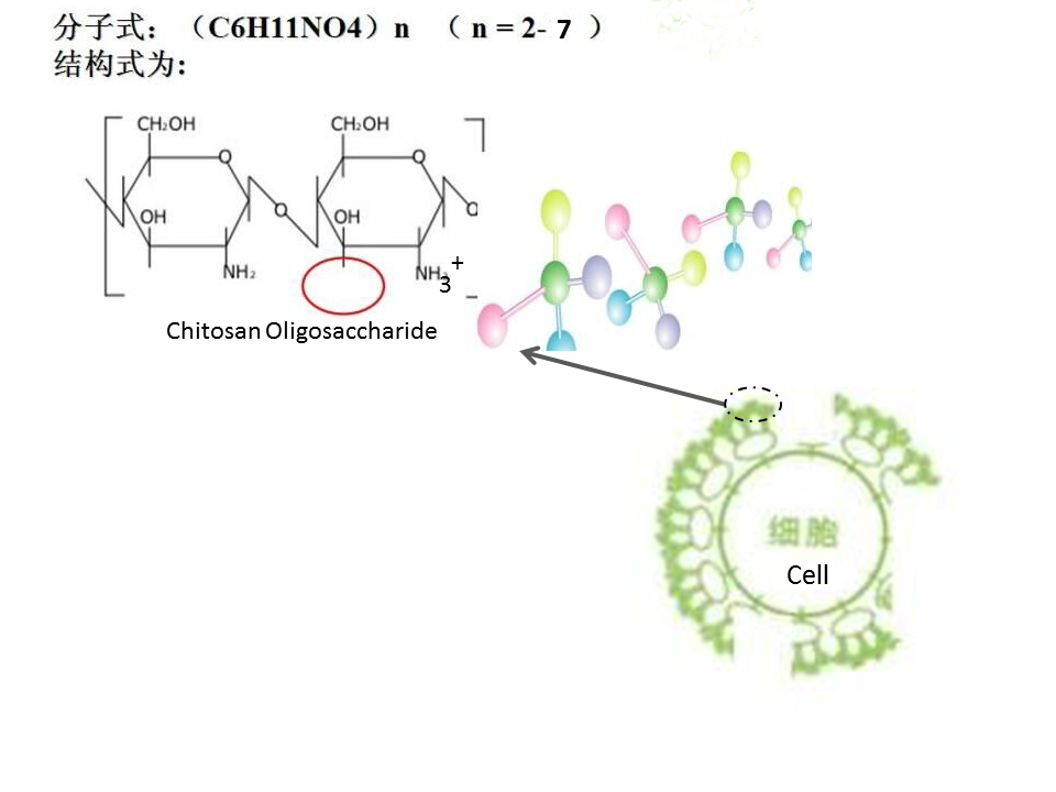 Chitosan Oligosaccharide --- Integrating Bio-control and Biostimulant Effects in One