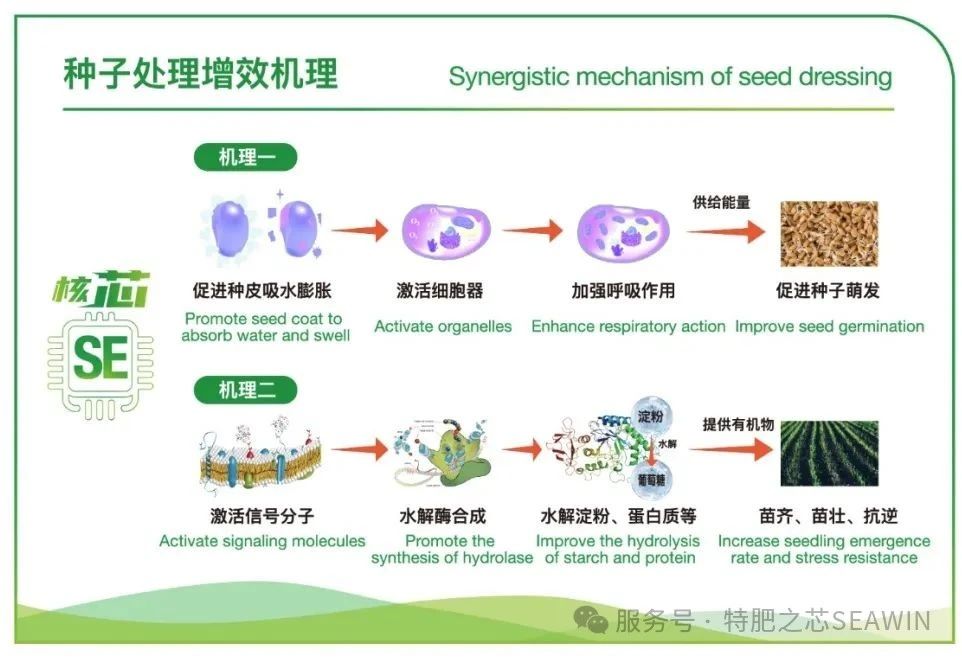 Reviving Aged Seeds with AlgaSeed Boost: Proven Performance Across Multiple Crops