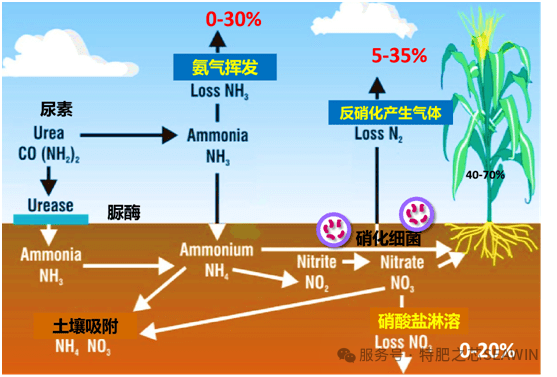 Improve Urea Efficiency with Seaweed Extract