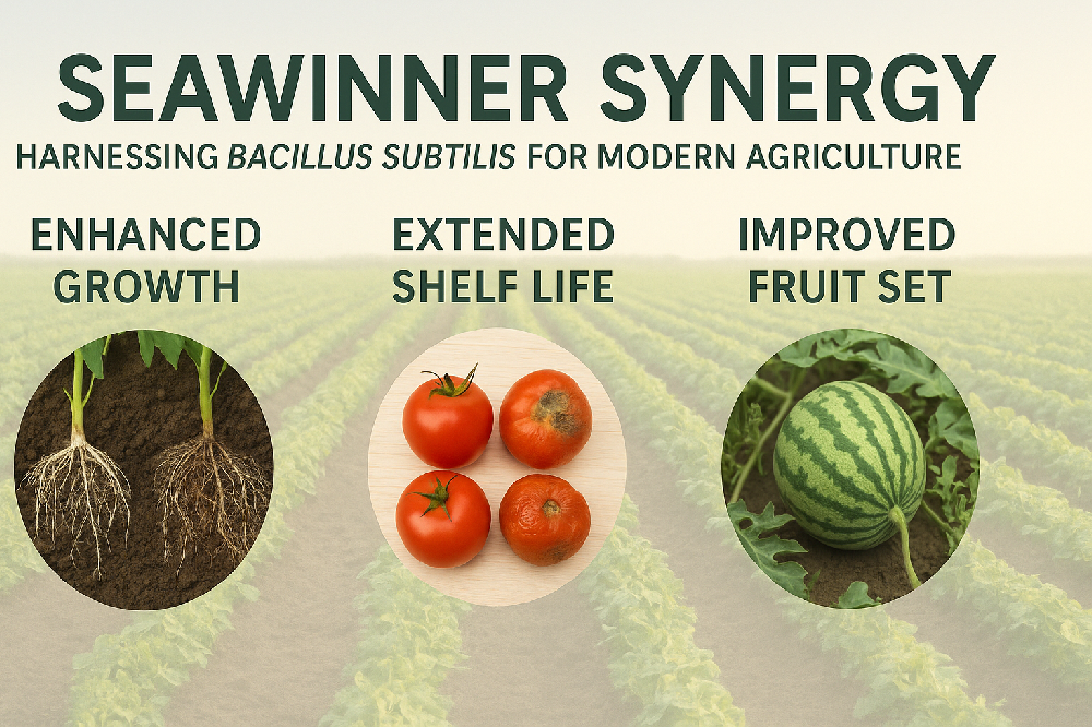 SEAWINNER SYNERGY: Harnessing Bacillus Subtilis for Modern Agriculture in Algeria