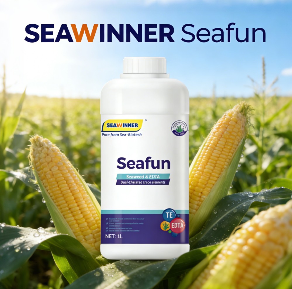 National Champion Seaweed Fertilizer: Corn Yield Boosted by 38%+ in Indonesia!