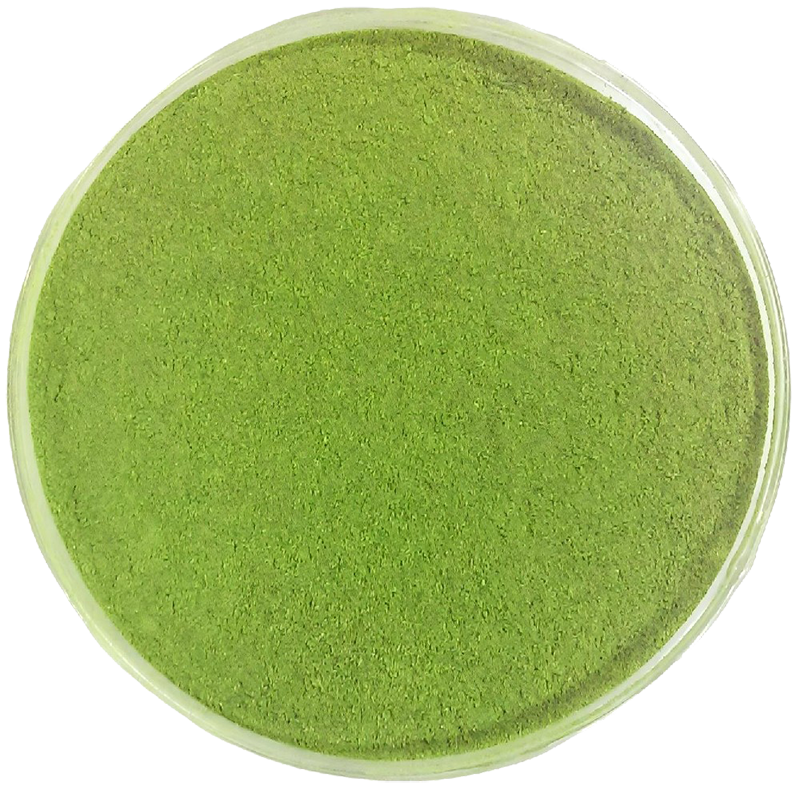 Ulva Prolifera Powder