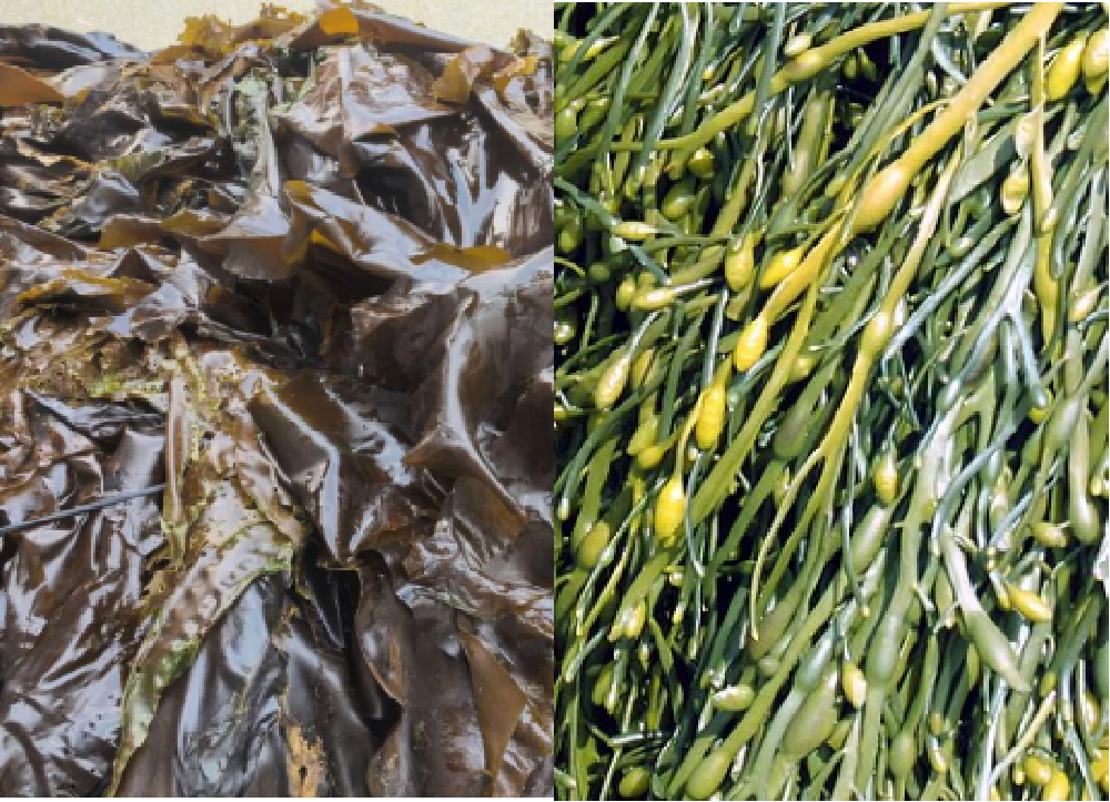 Laminaria japonica vs. Ascophyllum nodosum: ¿Son iguales todos los extractos de algas?