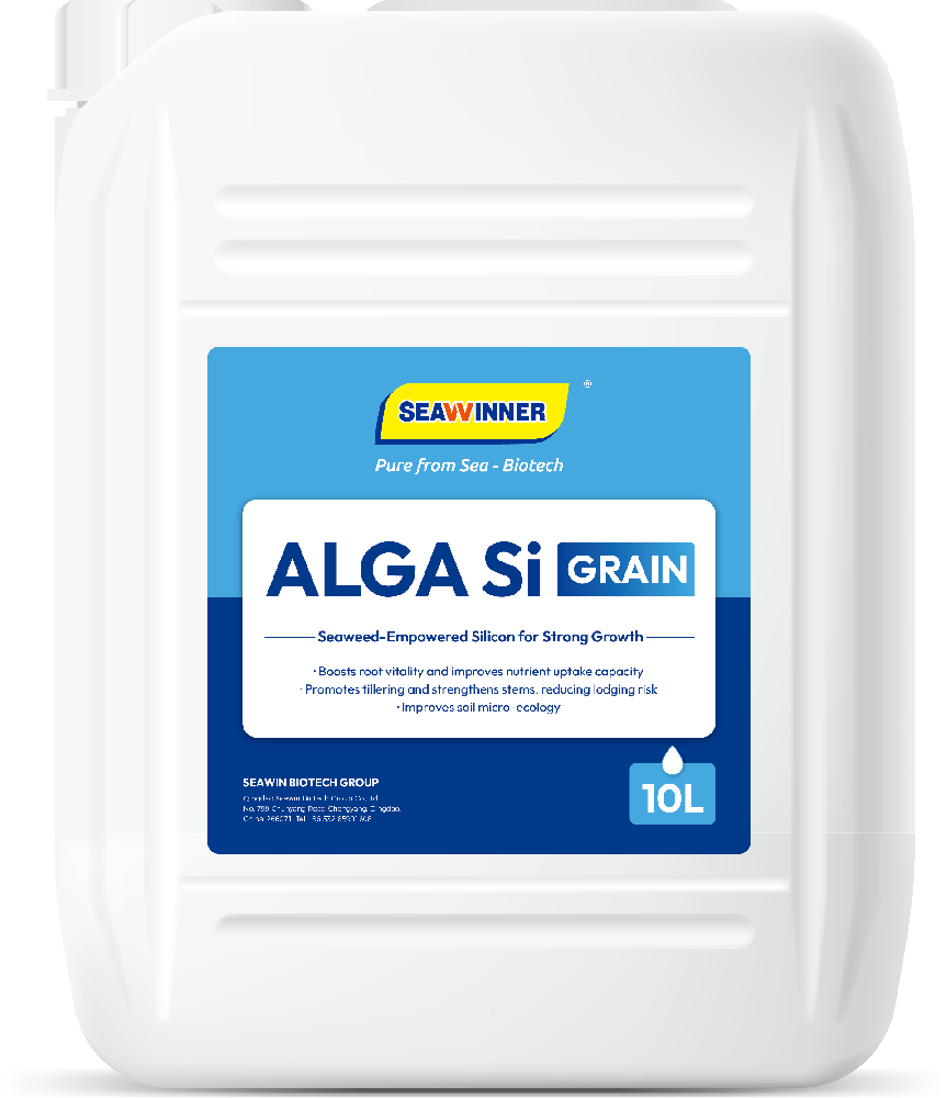 Alga Si Grain | Silicon Biostimulant with Seaweed Extract for Crops