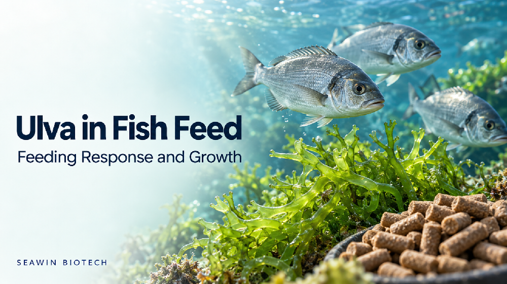 Ulva in Fish Feed: Feeding Response and Growth