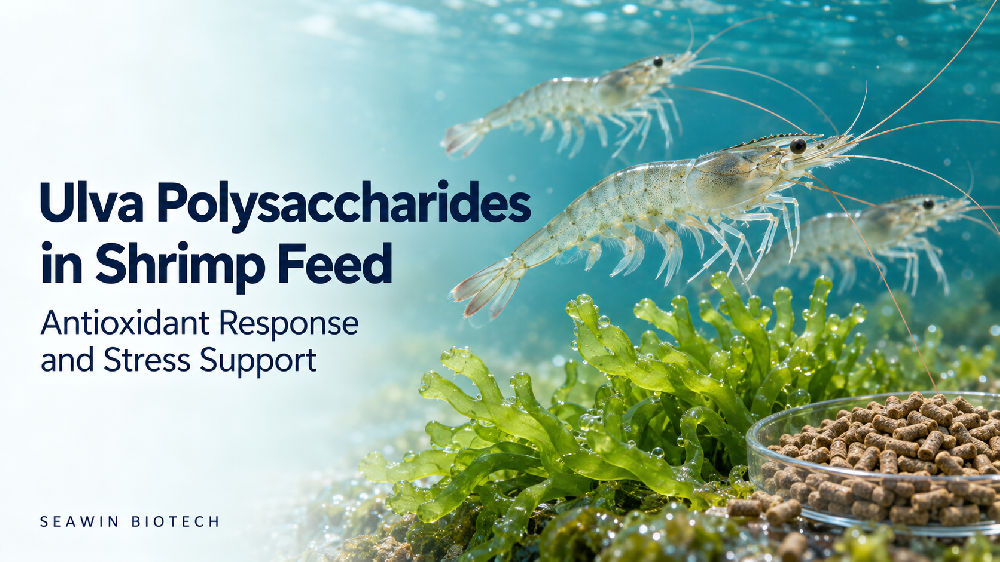 Ulva Polysaccharides in Shrimp Feed: Antioxidant Response and Stress Support