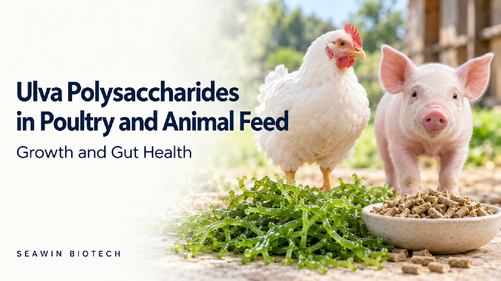Ulva Polysaccharides in Poultry and Animal Feed: Growth and Gut Health